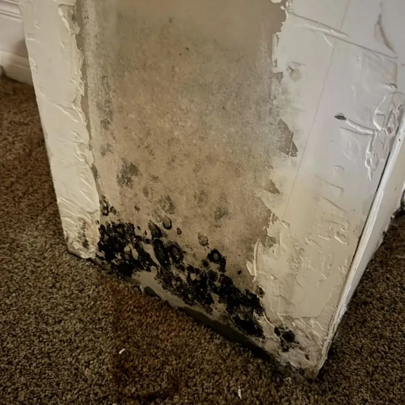 Professional Mold Removal in Ruidoso Downs, NM